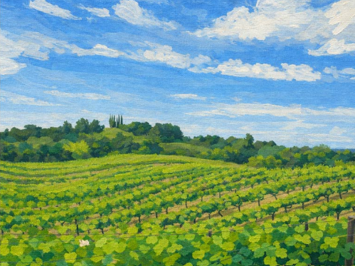 Vineyard Landscape